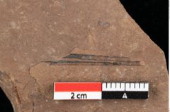 Foto (Detailansicht) von Cyperites strictus Ettingshausen (NHMW-GEO-2024-0188-0397)